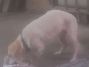 Cachorro raça VIRA LATA idade 2 anos nome LUNA