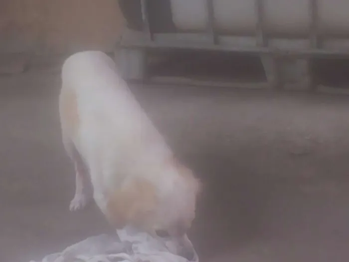 Cachorro raça VIRA LATA idade 2 anos nome LUNA
