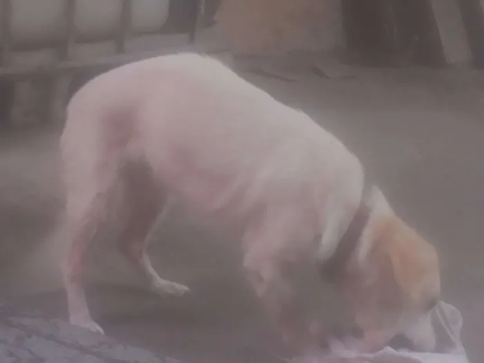 Cachorro raça VIRA LATA idade 2 anos nome LUNA