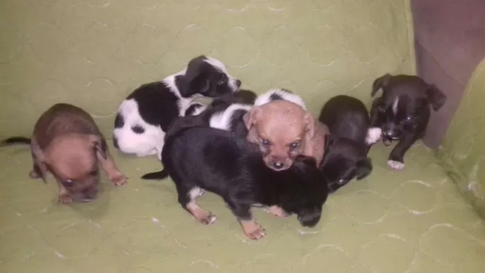Cachorro ra a Vira lata misturado idade Abaixo de 2 meses nome Não tem nome