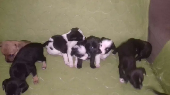 Cachorro ra a Vira lata misturado idade Abaixo de 2 meses nome Não tem nome