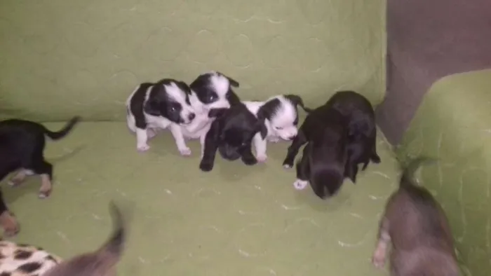 Cachorro ra a Vira lata misturado idade Abaixo de 2 meses nome Não tem nome