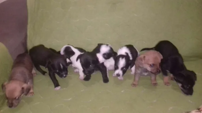 Cachorro ra a Vira lata misturado idade Abaixo de 2 meses nome Não tem nome