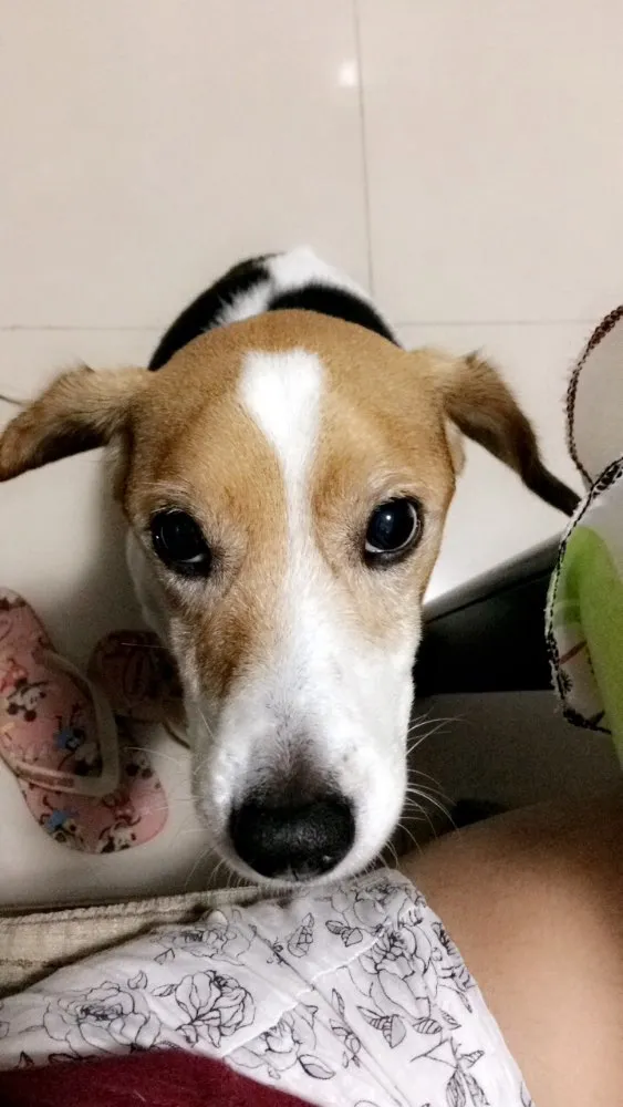 Cachorro ra a Beagle misturado  idade 6 ou mais anos nome Shakira