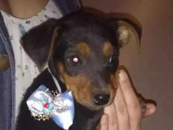 Cachorro ra a Srd idade 2 a 6 meses nome Brendo
