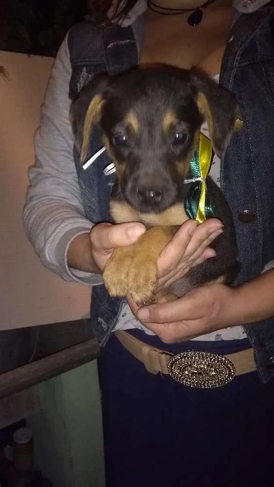 Cachorro ra a Srd idade 2 a 6 meses nome Zeca