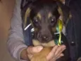 Zeca