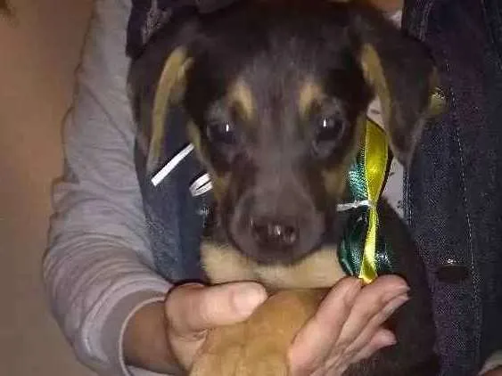 Cachorro ra a Srd idade 2 a 6 meses nome Zeca