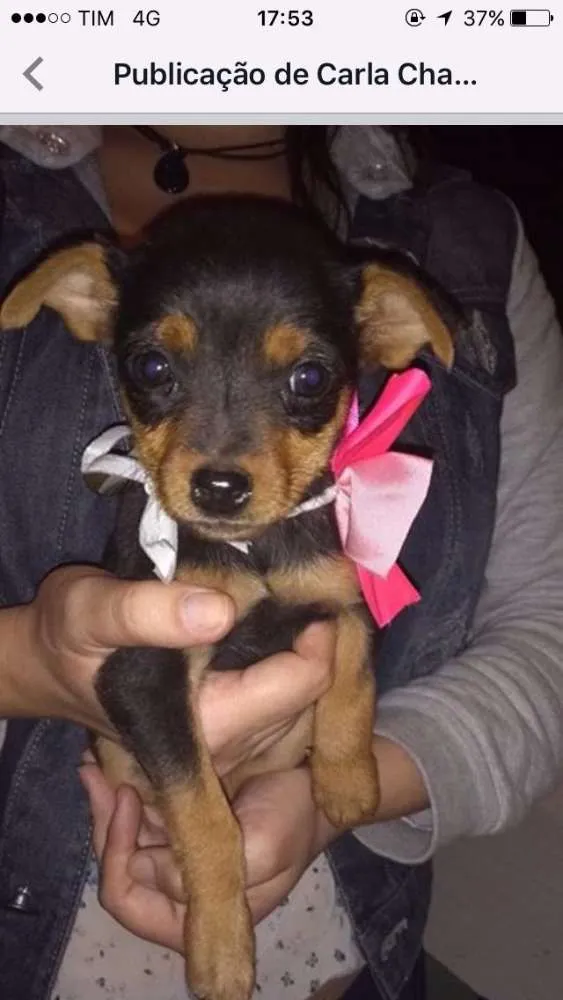 Cachorro ra a Srd idade 2 a 6 meses nome Diana