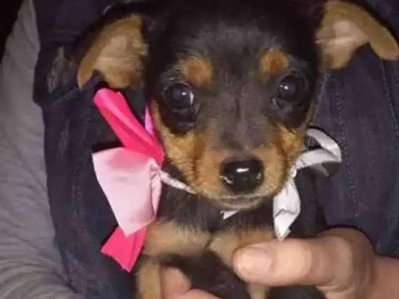 Cachorro ra a Srd idade 2 a 6 meses nome Diana