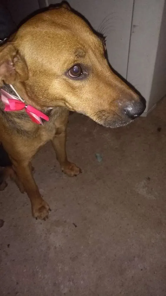 Cachorro ra a Srd idade 1 ano nome Nina