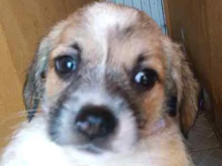 Cachorro ra a Mestiço idade Abaixo de 2 meses nome Sem nome