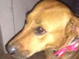 Nina