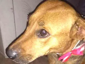 Cachorro raça Srd idade 1 ano nome Nina