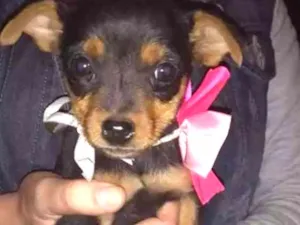 Cachorro raça Srd idade 2 a 6 meses nome Diana