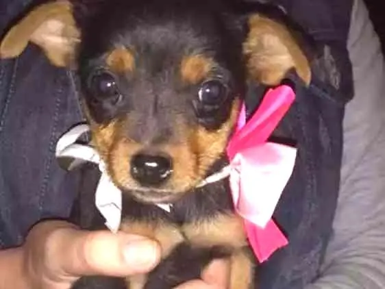 Cachorro ra a Srd idade 2 a 6 meses nome Diana