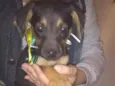 Zeca