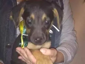 Cachorro raça Srd idade 2 a 6 meses nome Zeca