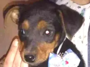 Cachorro raça Srd idade 2 a 6 meses nome Brendo