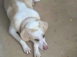 Cachorro raça Vira lata idade 4 anos nome Luigi