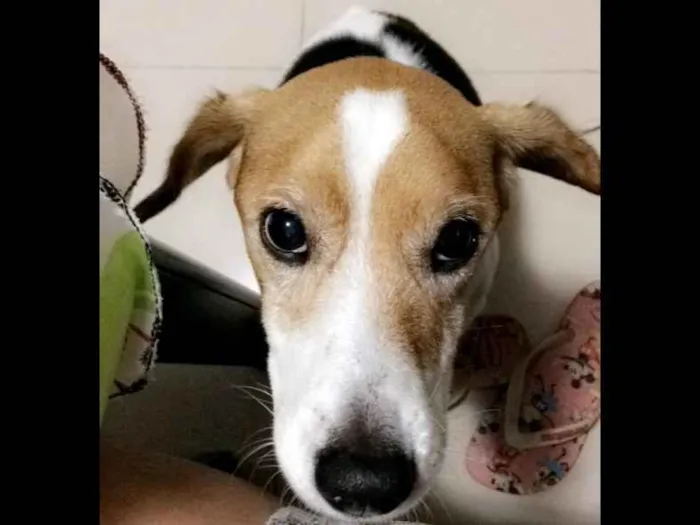 Cachorro ra a Beagle misturado  idade 6 ou mais anos nome Shakira