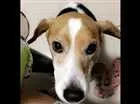 Cachorro raça Beagle misturado  idade 6 ou mais anos nome Shakira