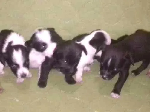 Cachorro ra a Vira lata misturado idade Abaixo de 2 meses nome Não tem nome