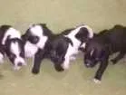 Cachorro raça Vira lata misturado idade Abaixo de 2 meses nome Não tem nome