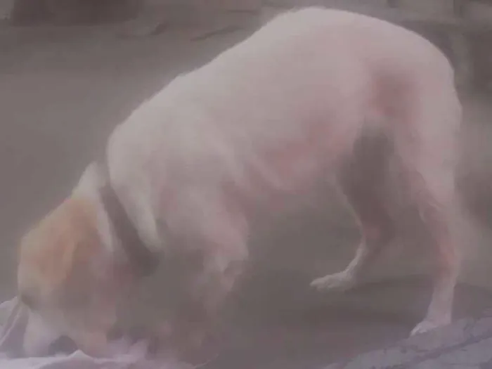 Cachorro raça VIRA LATA idade 2 anos nome LUNA