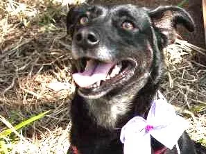 Cachorro raça SRD idade 7 a 11 meses nome Pandora
