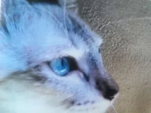 Gato raça sem raça idade 2 anos nome Branco