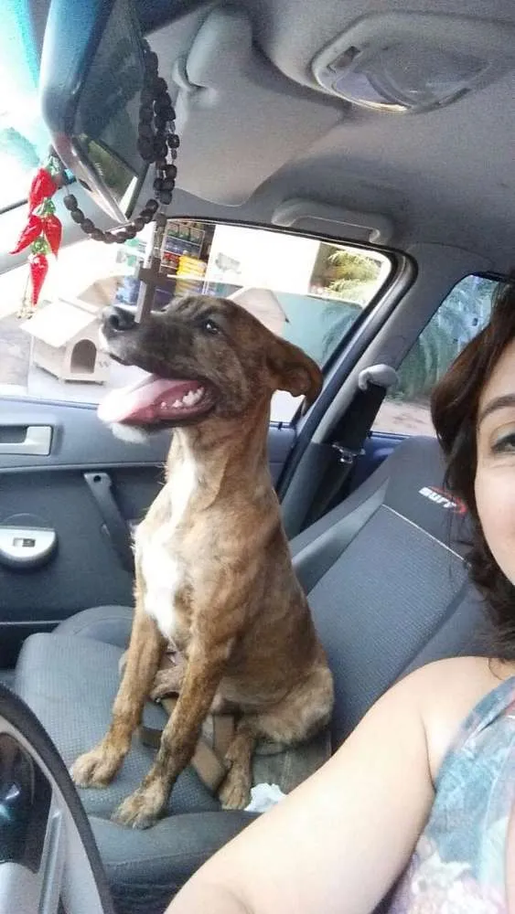 Cachorro ra a SRD idade 1 ano nome Rúlio