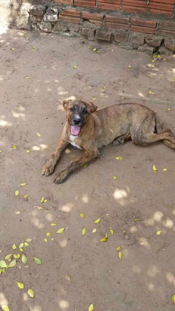 Cachorro ra a SRD idade 1 ano nome Rúlio