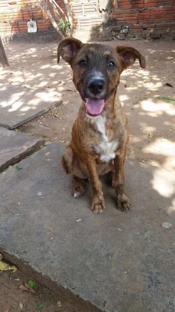 Cachorro ra a SRD idade 1 ano nome Rúlio