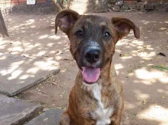 Cachorro ra a SRD idade 1 ano nome Rúlio