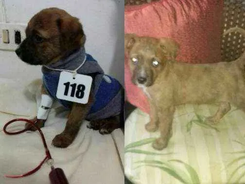 Cachorro ra a SRD idade 1 ano nome Rúlio