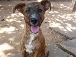 Cachorro raça SRD idade 1 ano nome Rúlio