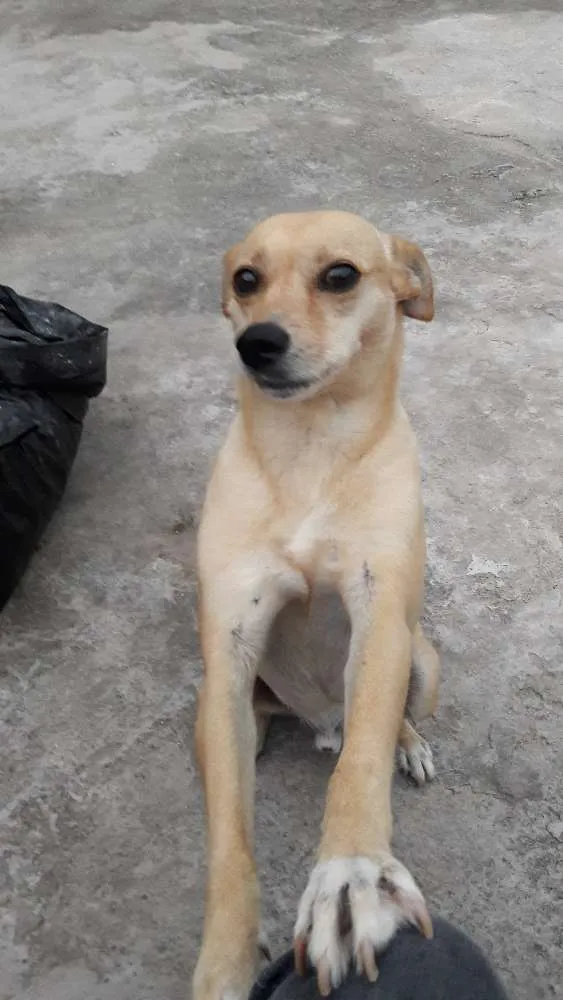Cachorro raça Sem raça definida idade 4 anos nome Bob