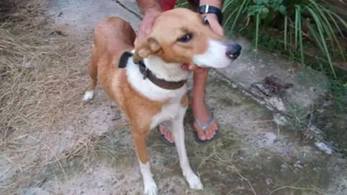 Cachorro ra a Vira lata  idade 5 anos nome Lilica 