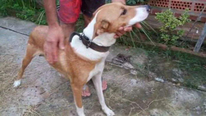 Cachorro ra a Vira lata  idade 5 anos nome Lilica 