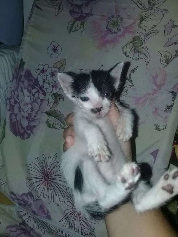 Gato ra a  idade Abaixo de 2 meses nome belinha