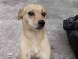 Cachorro raça Sem raça definida idade 4 anos nome Bob