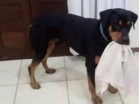 Cachorro raça Rottweiler  idade 1 ano nome Preto