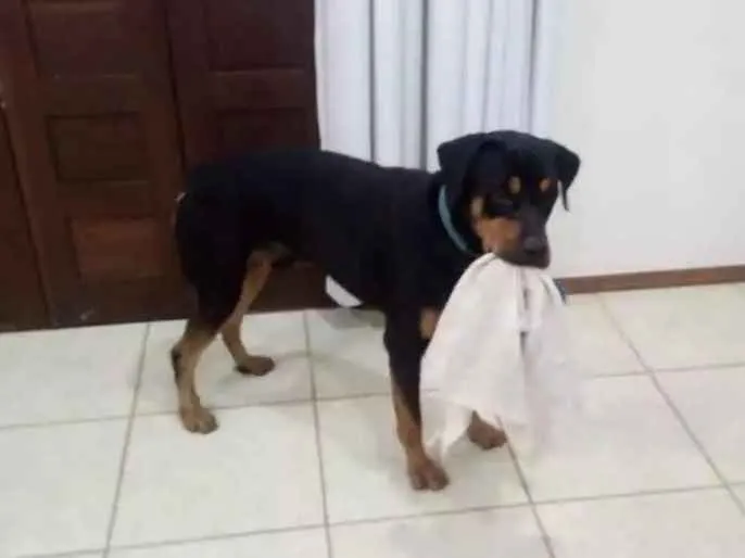 Cachorro raça Rottweiler  idade 1 ano nome Preto