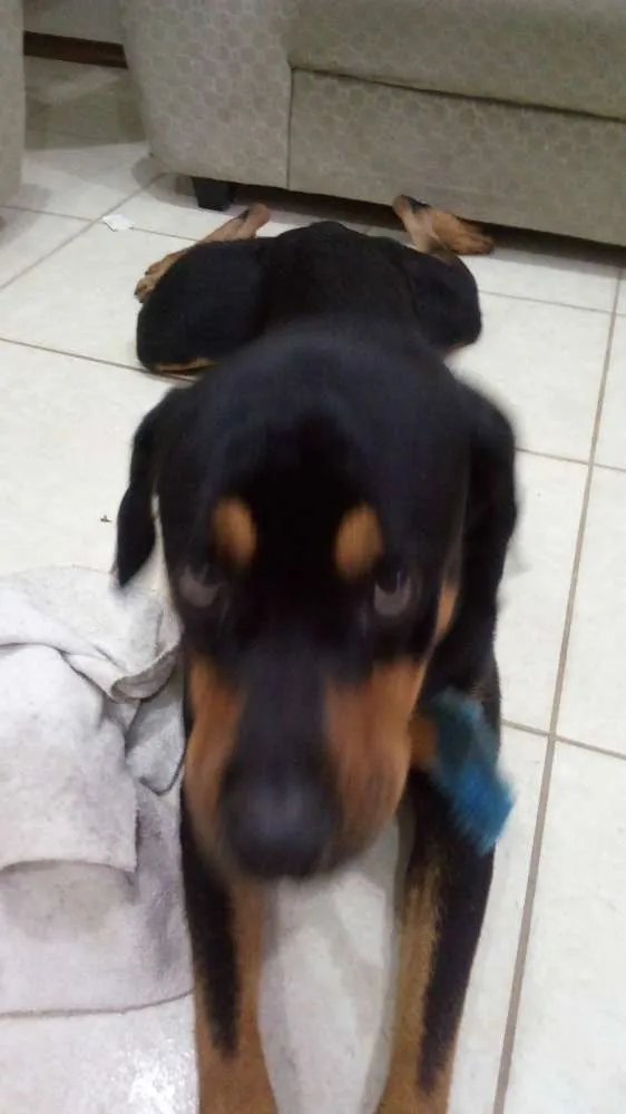 Cachorro raça Rottweiler  idade 1 ano nome Preto