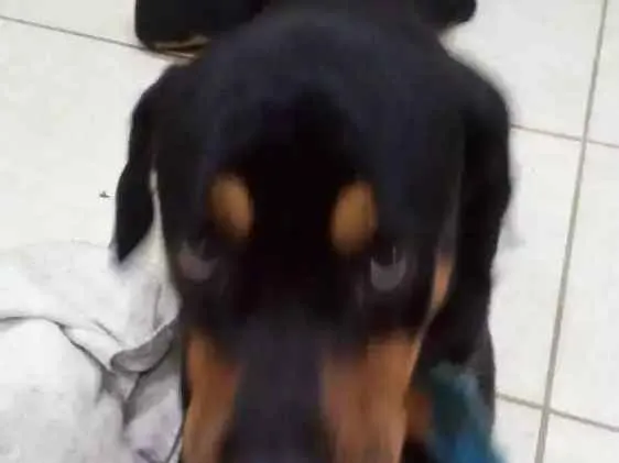 Cachorro raça Rottweiler  idade 1 ano nome Preto