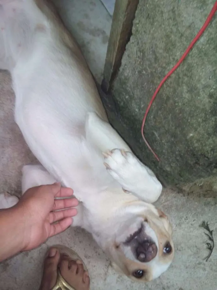 Cachorro ra a Srd idade 2 a 6 meses nome Sem nome