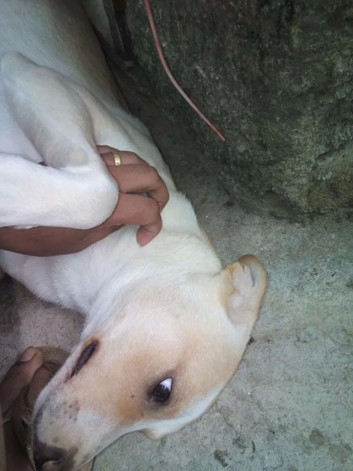 Cachorro ra a Srd idade 2 a 6 meses nome Sem nome