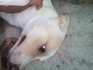 Cachorro raça Srd idade 2 a 6 meses nome Sem nome