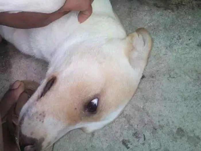 Cachorro ra a Srd idade 2 a 6 meses nome Sem nome